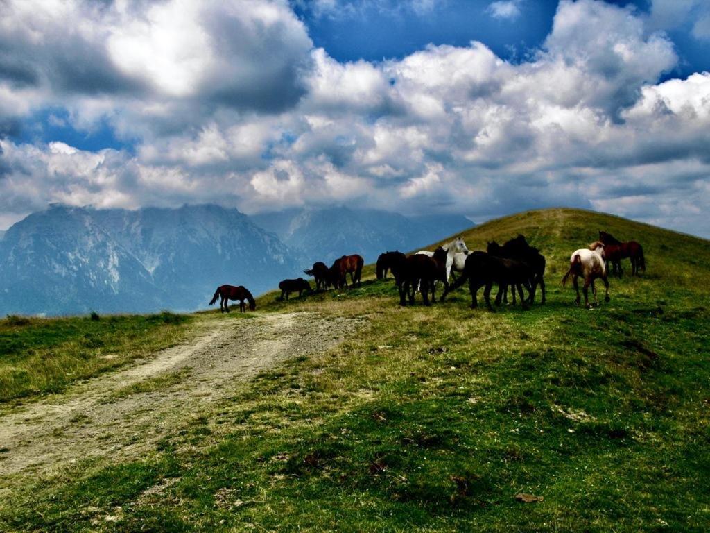 Cabana Haiducului Doftana Teşila Exterior foto